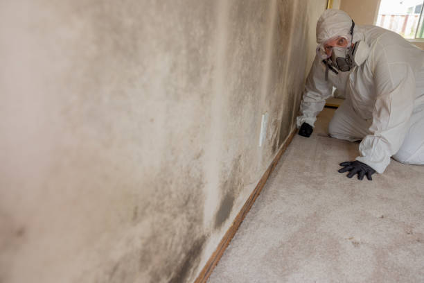 Best Real Estate Mold Inspection  in Long View, NC